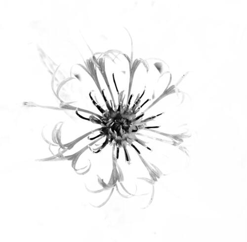 Anneke Dirkx - Thema Grafische Fotografie - 2