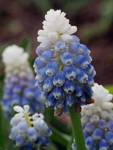 Ans-van-Berkel-Poldertuin-1