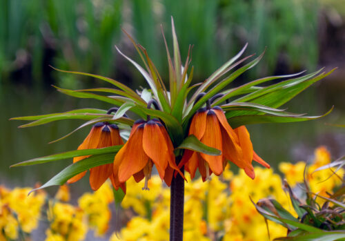 Ans-van-Berkel-Poldertuin-3