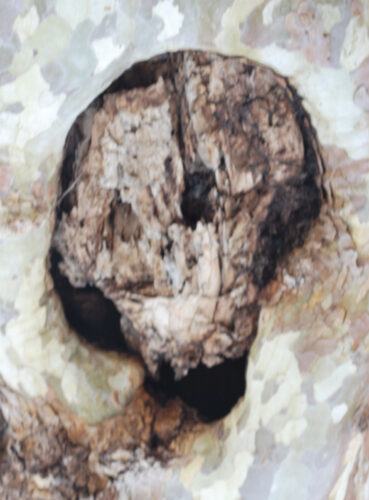 Cees Bakker - Thema Pareidolie - 1