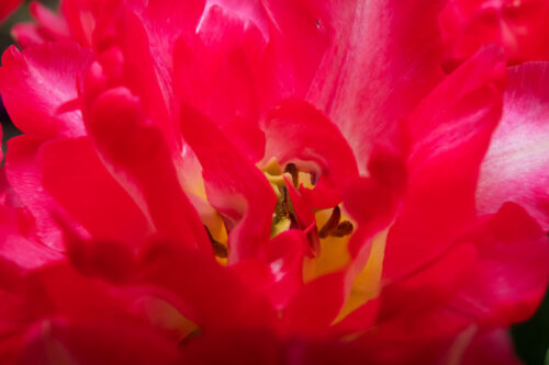 Christiene Krouwels - Clubuitje Poldertuin - 1