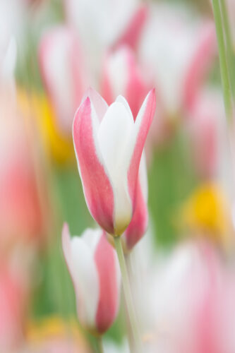 Christiene Krouwels - Clubuitje poldertuin - 2