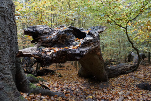 Conny Bindraban Pareidolie_2