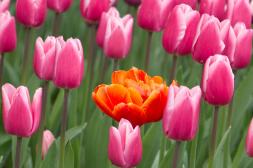 Inge Lub - Poldertuin - 2