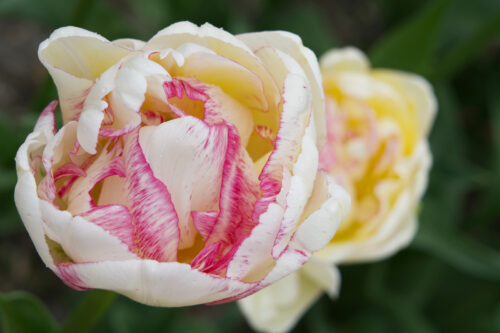 Inge Lub - Poldertuin - 3