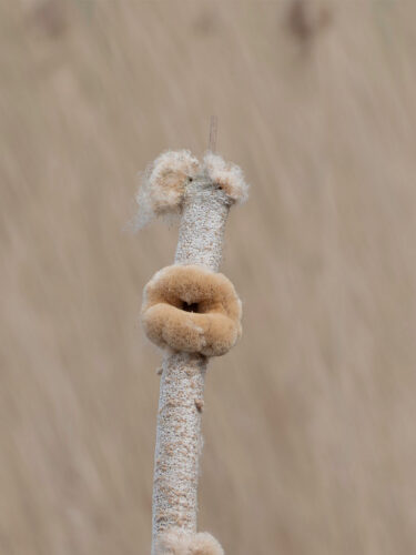 JetvdHoek pareidolie1
