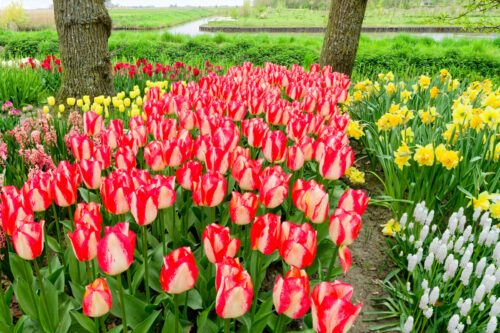 Jorrit van Schagen - Klein poldertuin - 01
