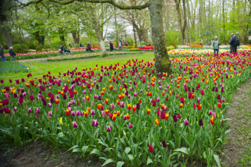 Jorrit van Schagen - Klein poldertuin - 03