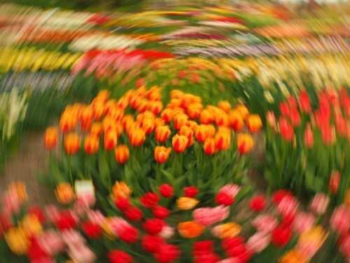 Neli Ootjers-Wind thema Poldertuin-2