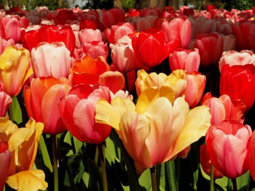 Neli Ootjers-Wind thema Poldertuin-3