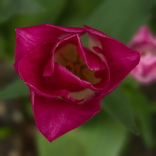 Ruud Nusselder - Clubuitje Poldertuin - 2