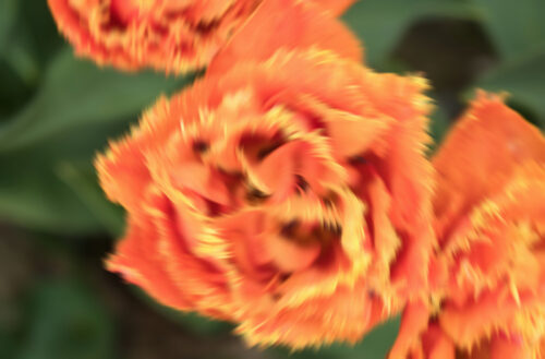 Trudy Neeven-Poldertuin 1