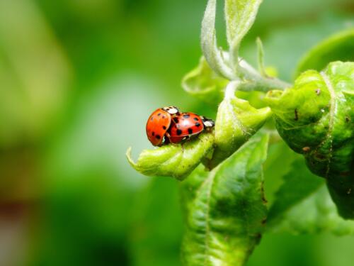 2024 - Thema Insecten