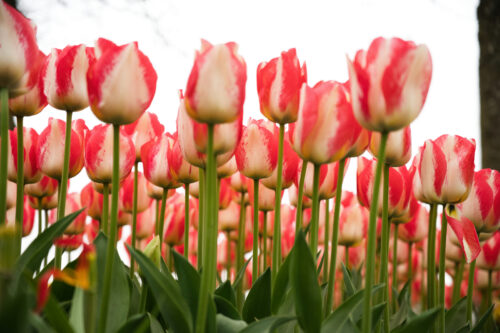 trudy neeven_poldertuin 2
